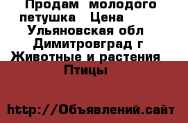 Продам  молодого петушка › Цена ­ 400 - Ульяновская обл., Димитровград г. Животные и растения » Птицы   